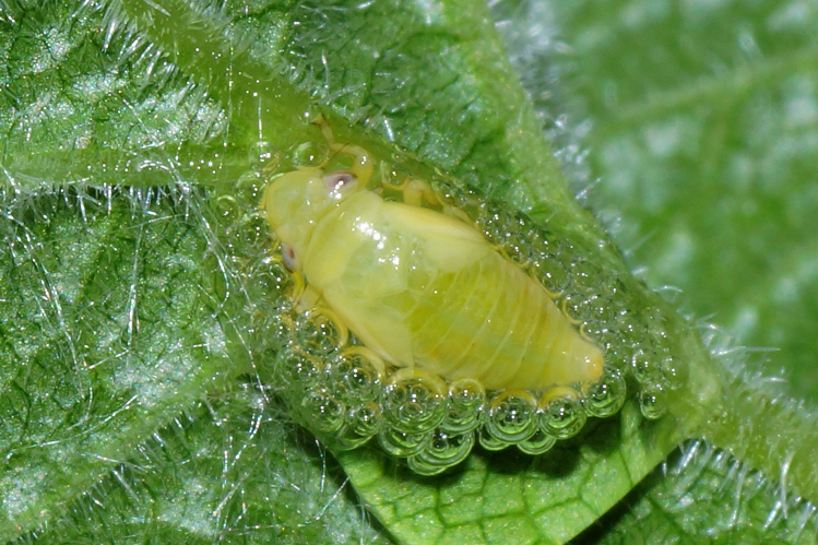 Philaenus spumarius (Linnaeus, 1758) &copy; Hans Jonkman