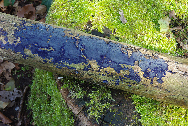 Terana caerulea (Lam.) Kuntze, 1891 &copy; Hans Adema