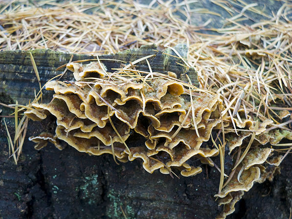 Stereum hirsutum, JHP-08.261 &copy; MycoKey / Jens H. Petersen