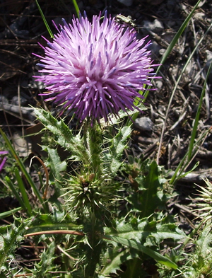 Echinops ritro juny 2007 002.JPG © Victor M. Vicente Selvas