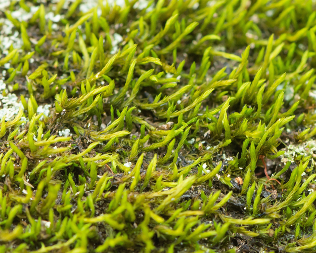 Racomitrium heterostichum (Hedw.) Brid., 1819 &copy; Wijnand van Buuren