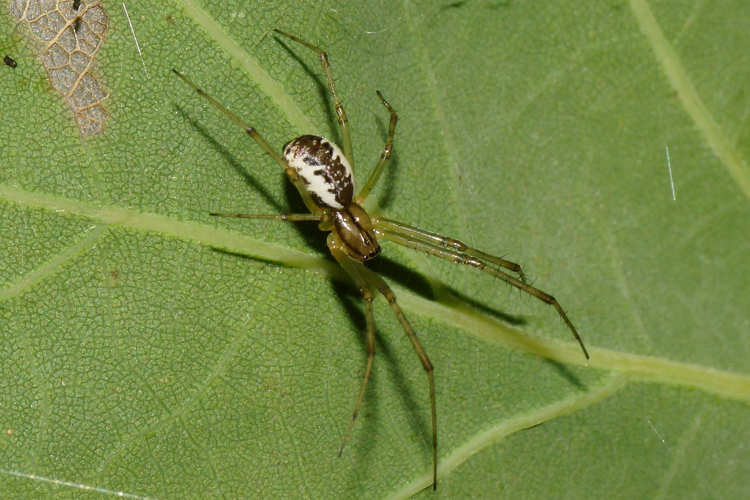 Linyphia triangularis (Clerck, 1758) &copy; Hans Jonkman