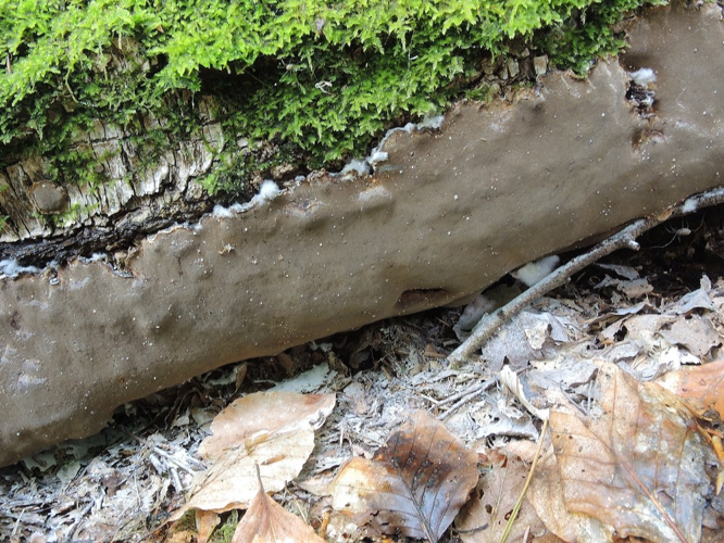 Phellinus laevigatus, DMS-666131 &copy; Jens Mårbjerg