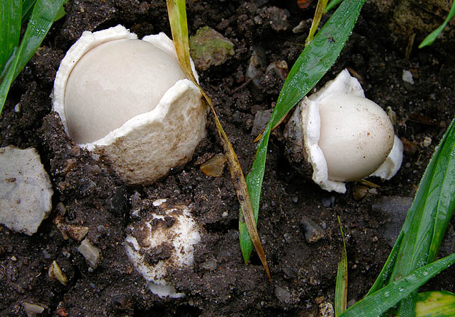 Volvopluteus gloiocephalus, JHP-05.307 &copy; MycoKey / Jens H. Petersen