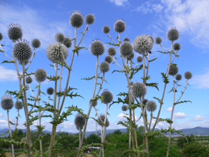 Kugeldistel 20050705 565.jpg © Georg Slickers