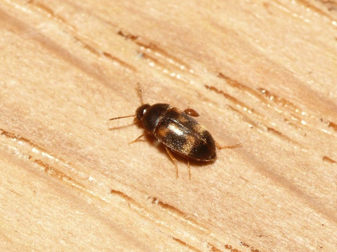 Litargus balteatus LeConte, 1856 &copy; Dick Belgers