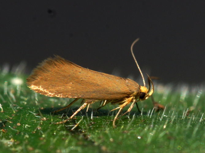 Crassa unitella (Hübner, 1796) &copy; Henk van Woerden
