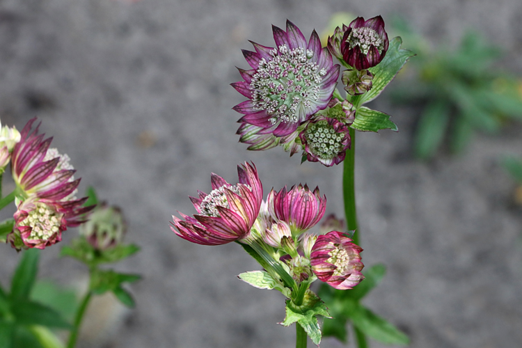 Astrantia major L., 1753 &copy; Annemieke Hoozemans