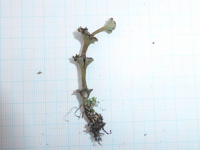 Cladonia verticillata, DMS-9232238 &copy; Bjarke Huus Jensen