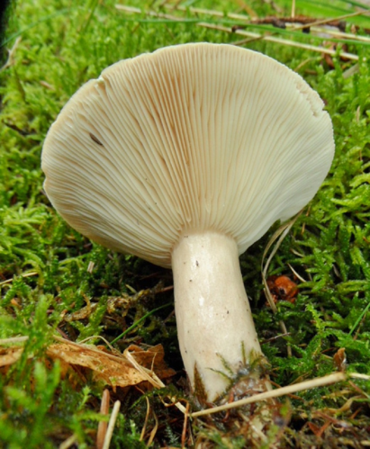 Lactarius trivialis (Fr.) Fr., 1838 &copy; Ab Neutel