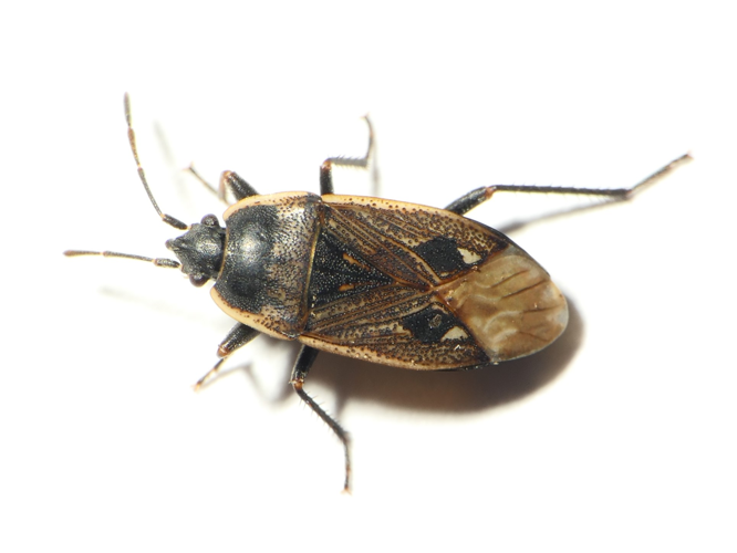 Graptopeltus lynceus (Fabricius, 1775) &copy; Dick Belgers