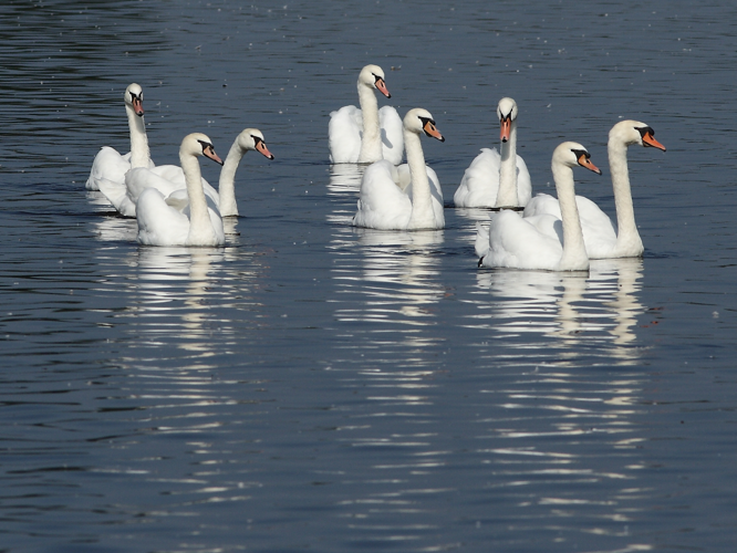 Cygnus olor (Gmelin, 1789) &copy; Hans van der Meulen