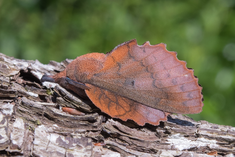 Gastropacha quercifolia (Linnaeus, 1758) &copy; Steeman Chris