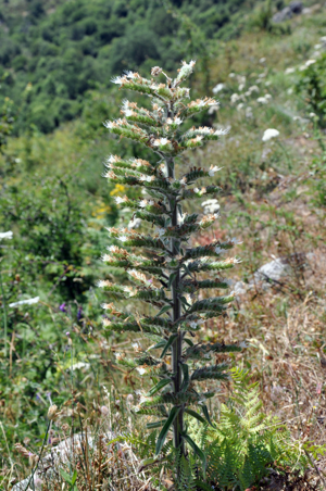 Echium italicum 001.jpg © User:Amada44