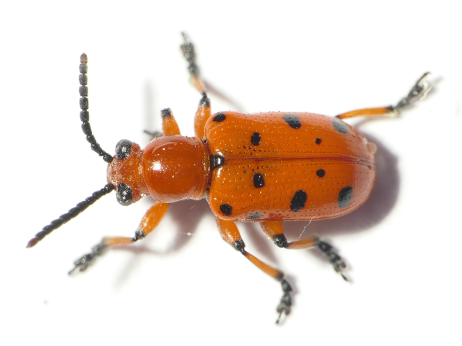 Crioceris duodecimpunctata (Linnaeus, 1758) &copy; Dick Belgers