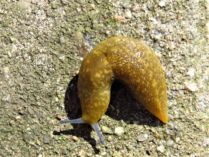 Limacus flavus (Linnaeus, 1758) &copy; Martien van den Heuvel