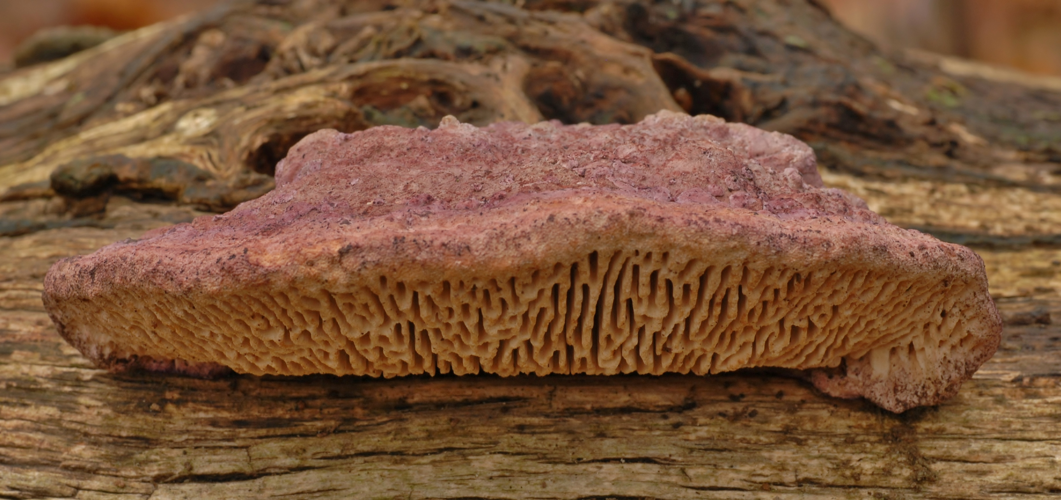 Daedalea quercina (L.) Pers., 1801 &copy; Laurens van der Linde