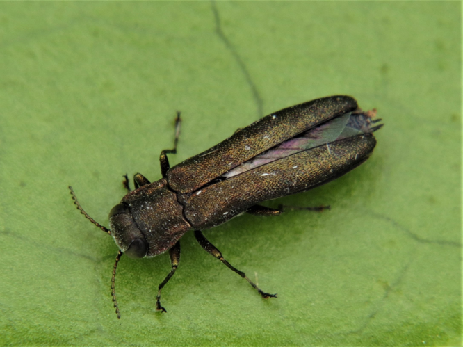 Agrilus angustulus (Illiger, 1803) &copy; Martien van den Heuvel