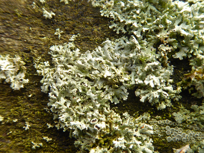 Physcia tenella (Scop.) DC., 1805 &copy; Tjerk Nawijn