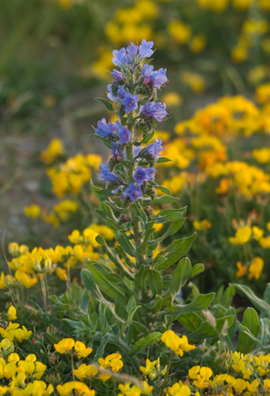 Echium vulgare helgoland01.jpg © Commons