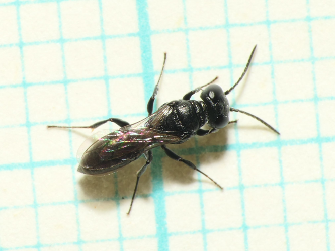 Nitela spinolae Latreille, 1809 &copy; Dick Belgers