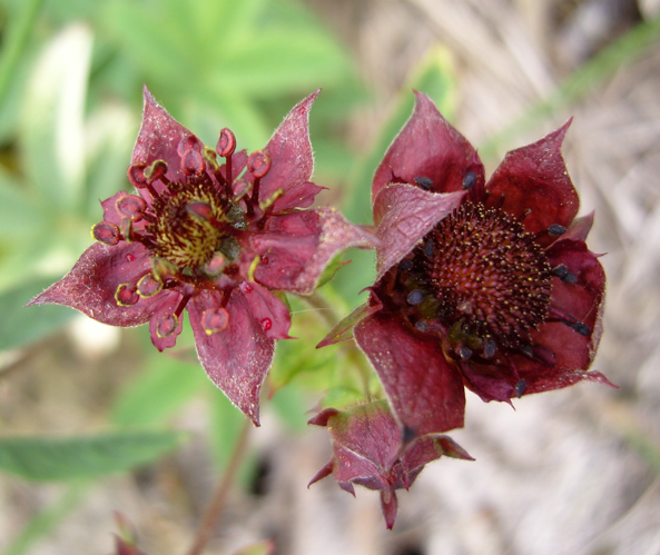 Comarum palustre L., 1753 &copy; Tjerk Nawijn