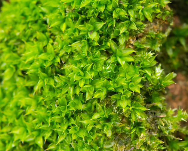 Syntrichia papillosa (Wilson) Jur., 1882 &copy; Wijnand van Buuren