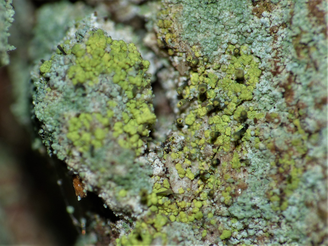 Chaenotheca chrysocephala (Ach.) Th.Fr., 1860 &copy; Koen Verhoogt