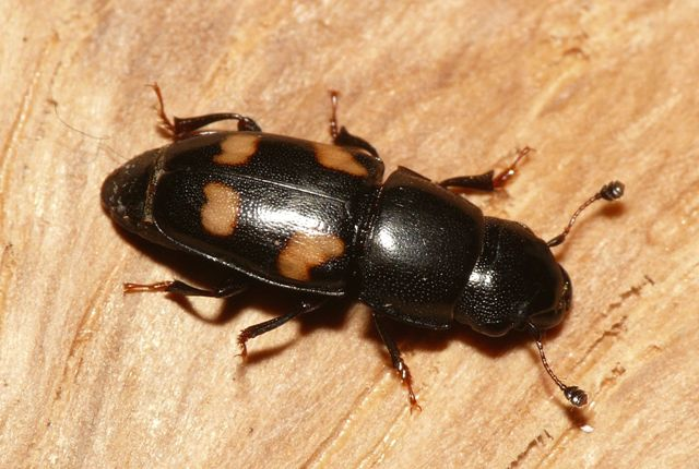 Glischrochilus quadrisignatus (Say, 1835) &copy; Dick Belgers