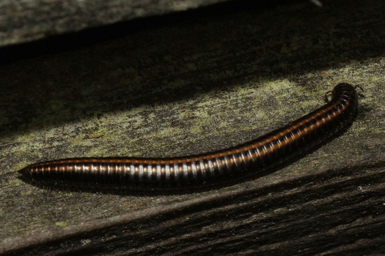 Ommatoiulus sabulosus (Linnaeus, 1758) &copy; Hans Jonkman