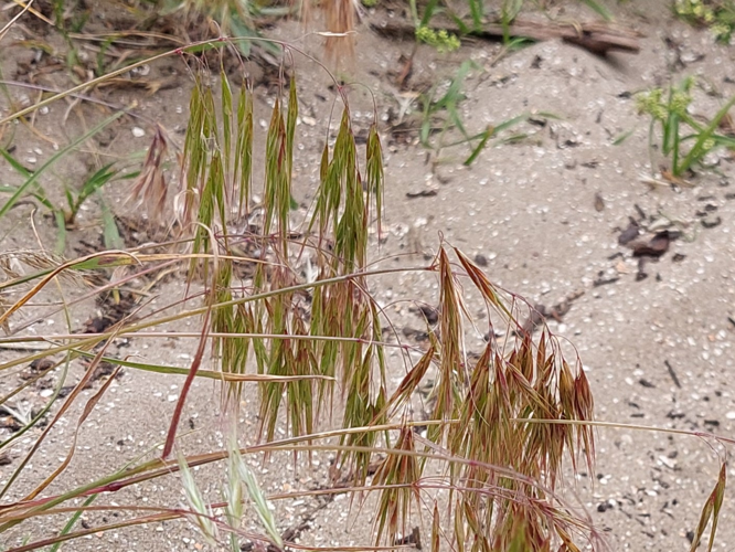 Anisantha tectorum (L.) Nevski, 1934 &copy; Dick Belgers