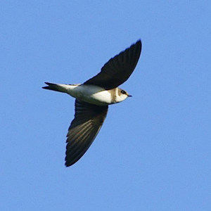 Riparia riparia -Markinch, Fife, Scotland -flying-8-4c.jpg © Commons