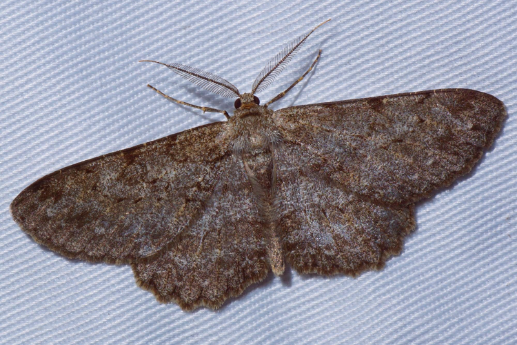 Hypomecis roboraria (Denis & Schiffermüller, 1775) &copy; Hans Jonkman