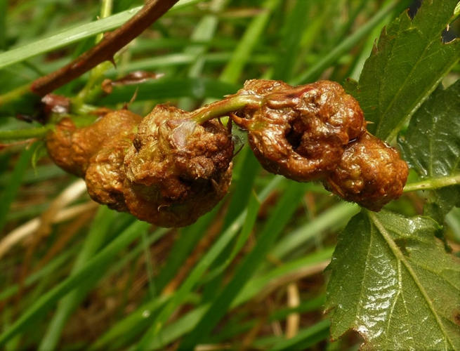 Diastrophus rubi (Bouché, 1834) &copy; Ab Neutel