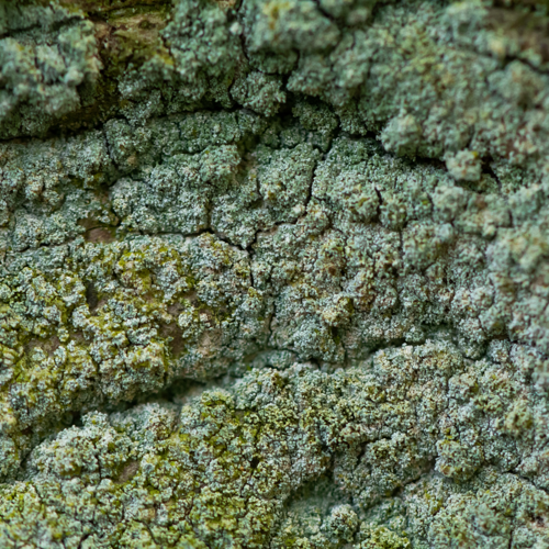 Lepraria incana (L.) Ach., 1803 &copy; Wijnand van Buuren