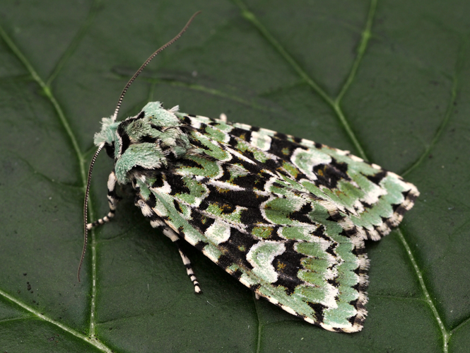 Griposia aprilina (Linnaeus, 1758) &copy; Henk van Woerden