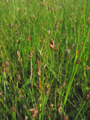 Eleocharis quinqueflora.jpeg © Kristian Peters -- Fabelfroh 08:01, 25 October 2006 (UTC)