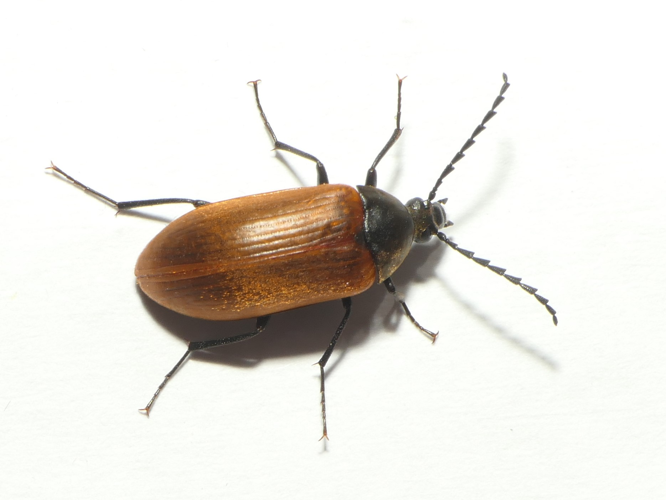 Pseudocistela ceramboides (Linnaeus, 1758) &copy; Dick Belgers