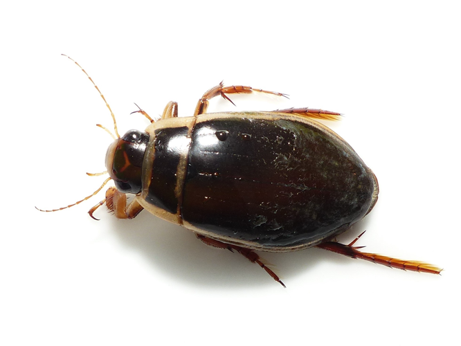 Dytiscus marginalis Linnaeus, 1758 &copy; Dick Belgers