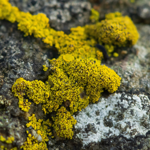 Candelariella vitellina (Hoffm.) Müll.Arg., 1894 &copy; Wijnand van Buuren