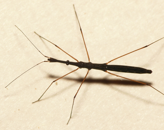 Hydrometra stagnorum (Linnaeus, 1758) &copy; Dick Belgers