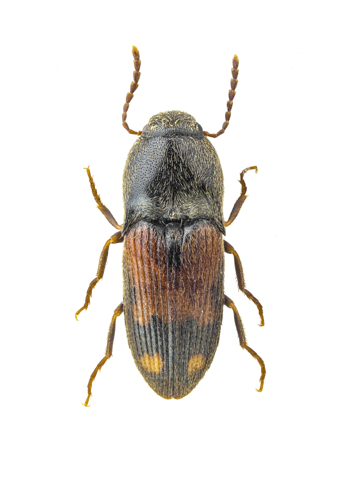 Drasterius bimaculatus (Rossi, 1790) &copy; Rick Delhem