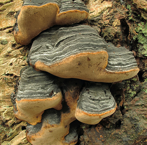 Phellinus lundellii, DMS-96775 &copy; Thomas Læssøe