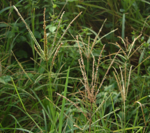 Eleusine indica, closeup.jpg © Tauʻolunga