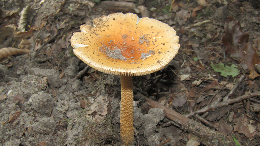 Amanita crocea (Quél.) Singer, 1951 &copy; Pedro Bergevoet