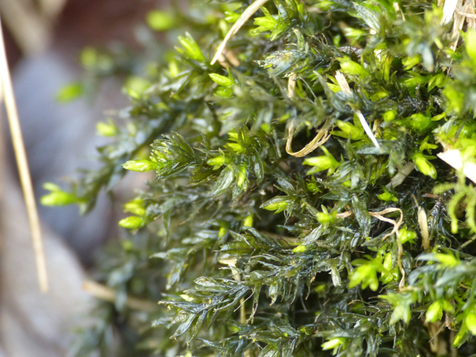 Cinclidotus fontinaloides (Hedw.) P.Beauv., 1805 &copy; Koen Verhoogt