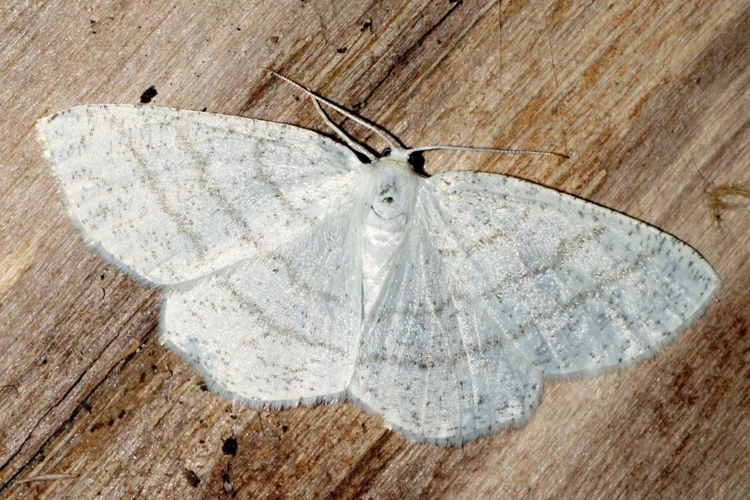 Cabera pusaria (Linnaeus, 1758) &copy; Hans Jonkman