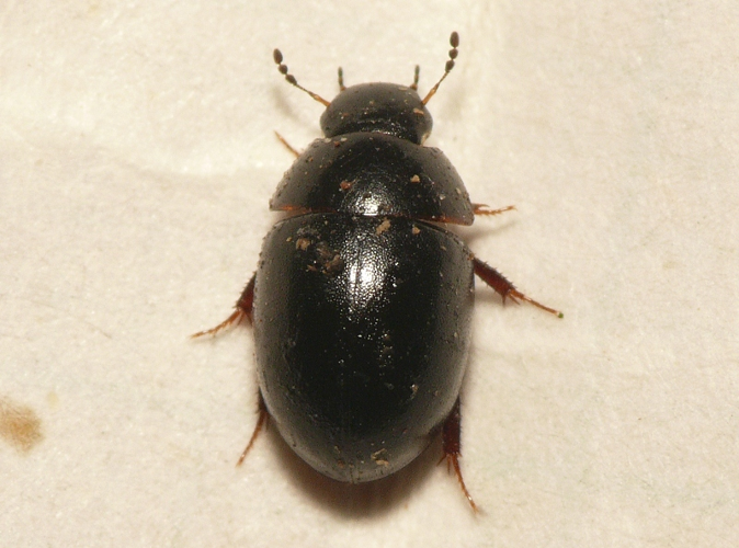 Coelostoma orbiculare (Fabricius, 1775) &copy; Dick Belgers