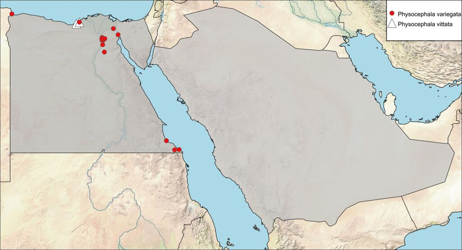 Physocephala vittata (Fabricius, 1794) &copy; El-Hawagry M, Soliman AM, Al Dhafer HM