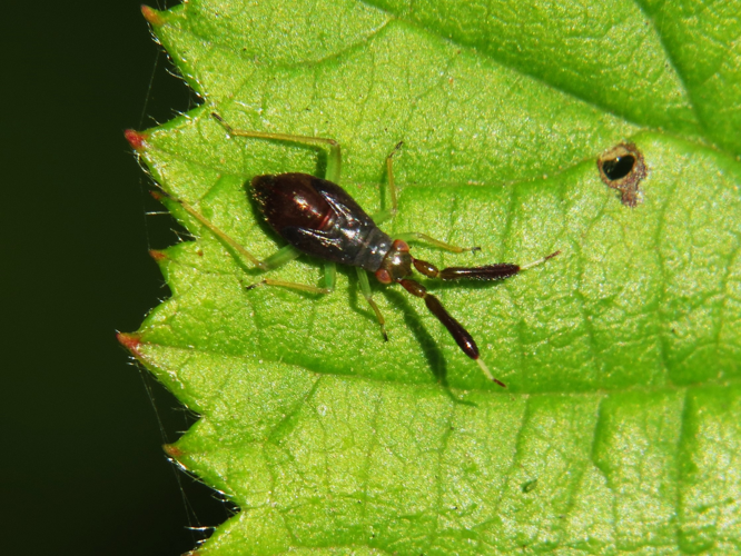 Heterotoma planicornis (Pallas, 1772) &copy; Martien van den Heuvel